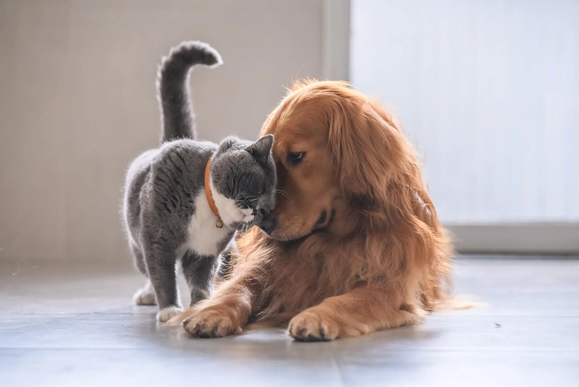 A senior dog and cat resting comfortably together