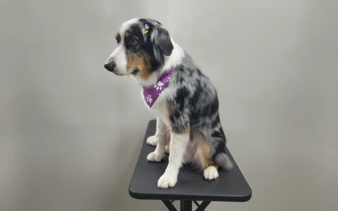 A freshly groomed Australian Shepherd with a purple bandana after a mobile grooming appointment in Leander Texas