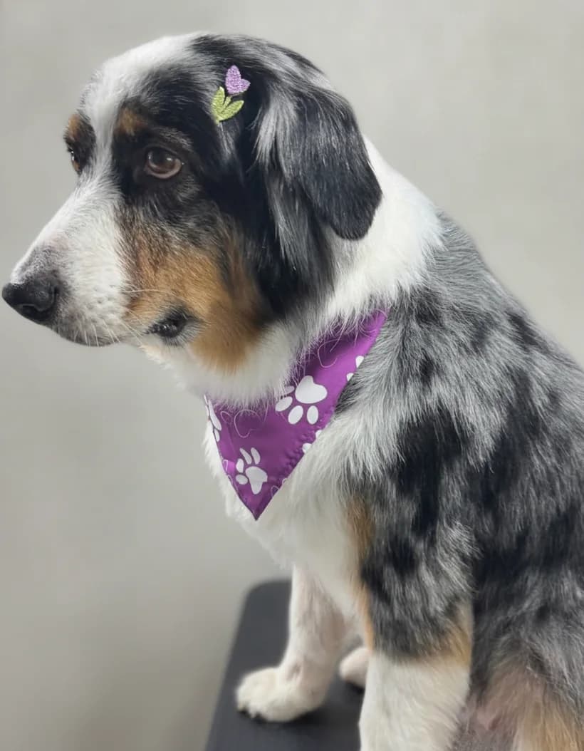 Freshly groomed Australian Shepherd with a purple bandana in the Glow Groom van