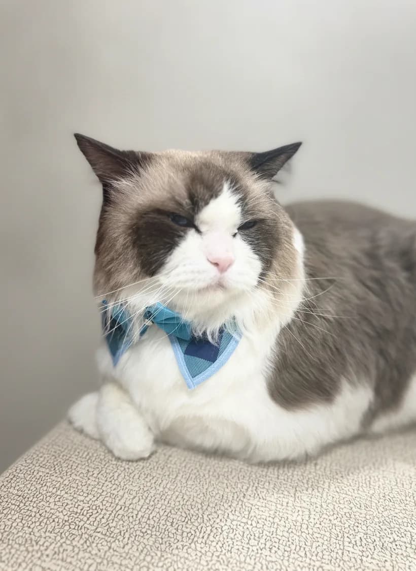 Freshly groomed Ragdoll cat wearing a blue plaid bandana bow