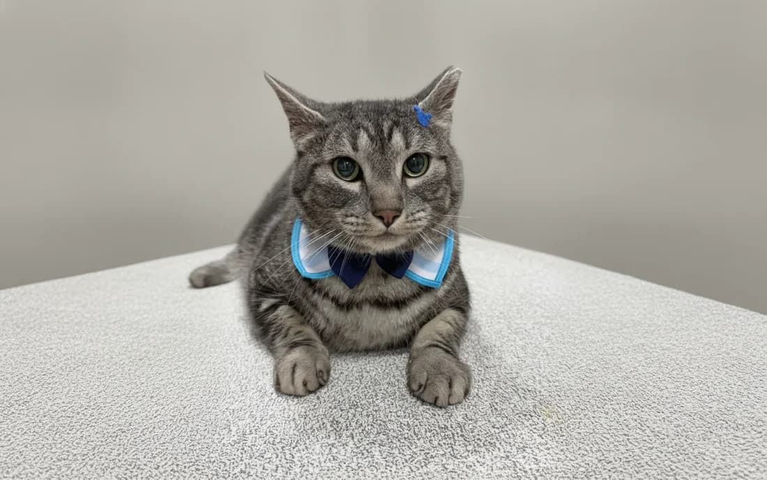 A freshly groomed grey tabby cat with a blue bow tie after a calm mobile grooming appointment