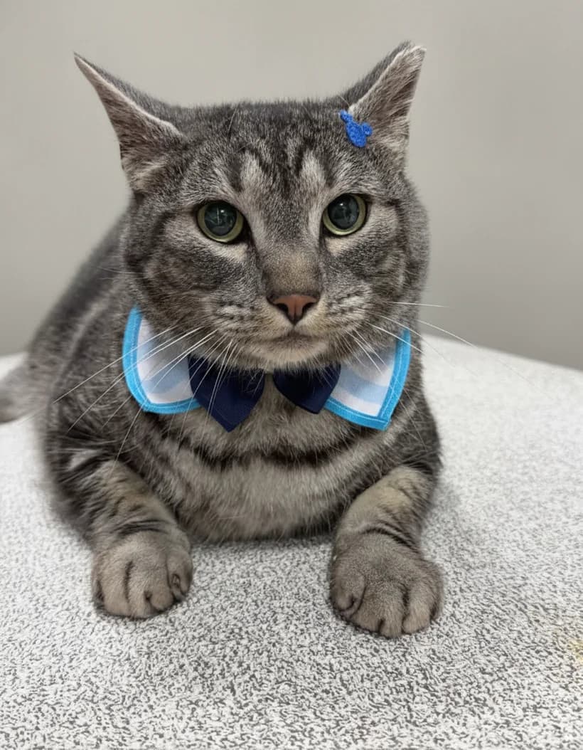 Grey tabby cat with a clean coat and a blue bow tie after grooming