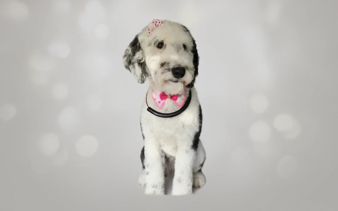 A freshly groomed black and white Sheepadoodle with a pink bow after a mobile grooming appointment