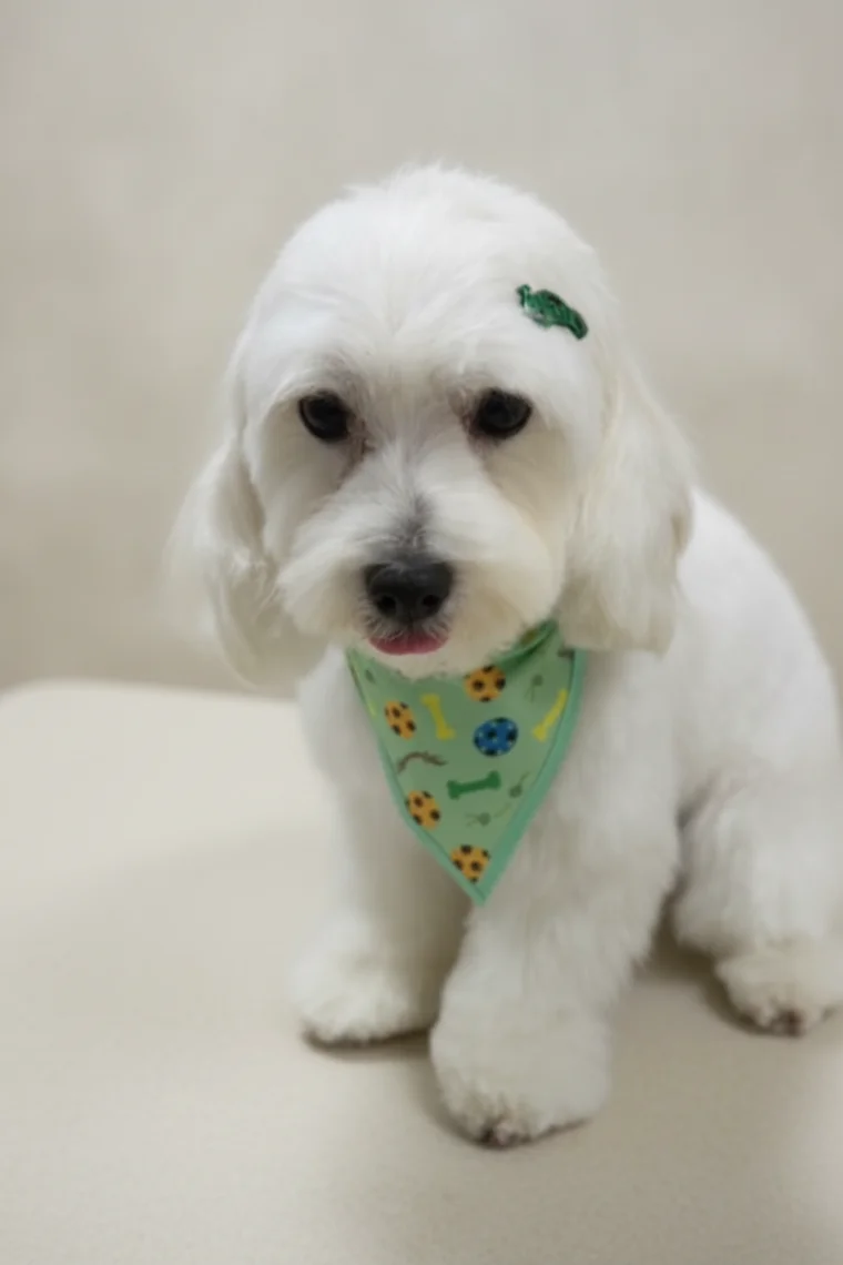 Freshly groomed fluffy white Cockapoo with a green bandana after a Glow Groom appointment